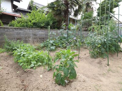 緑あふれる菜園スペース
