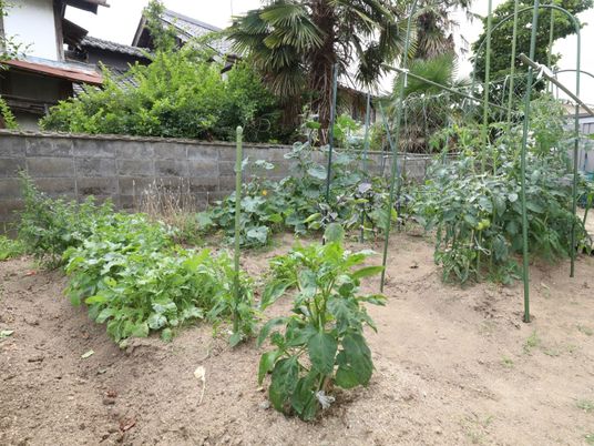 緑あふれる菜園スペース