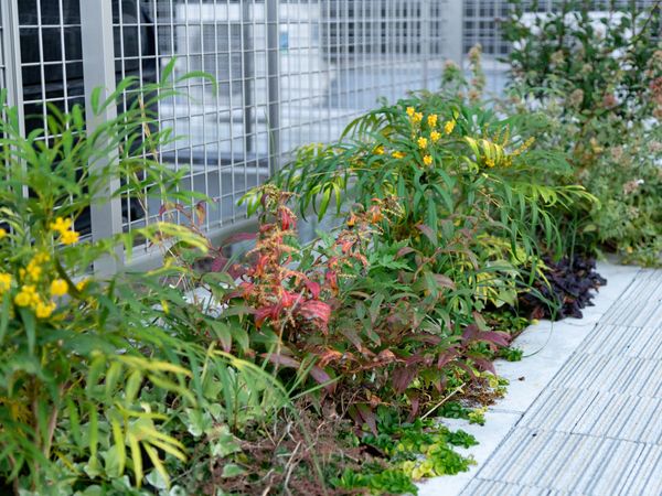 植物が並ぶ庭