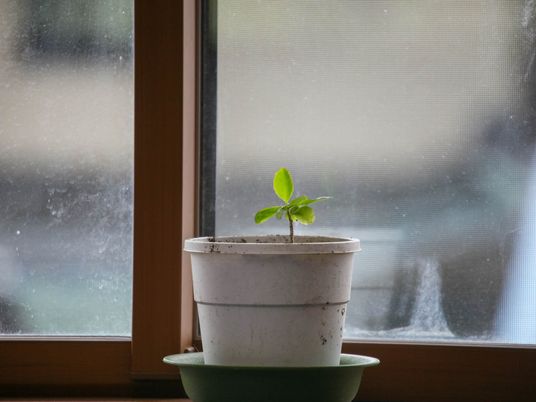 窓辺の鉢植え  