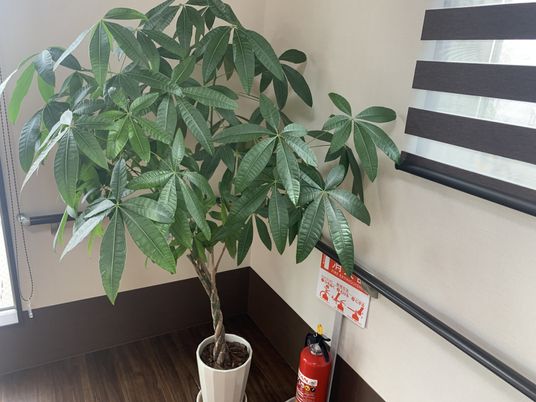 緑が映える室内