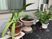 植木鉢が並ぶ庭