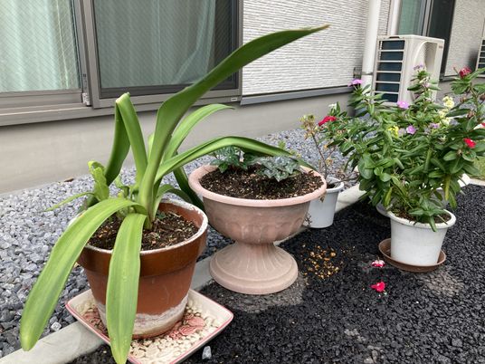 植木鉢が並ぶ庭
