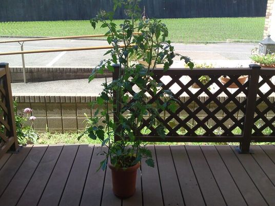 鉢植えの植物があるテラス  