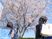 桜を眺める様子の庭