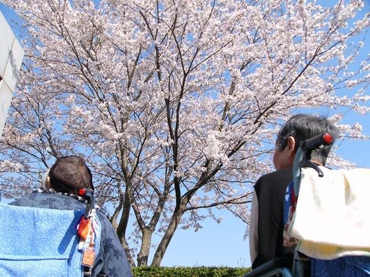 桜を眺める様子の庭