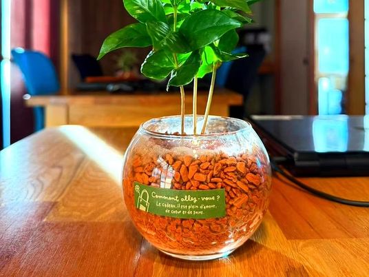 観葉植物のある食堂  