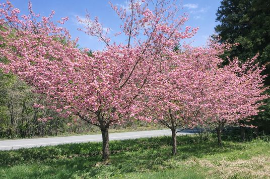 施設前の桜の風景