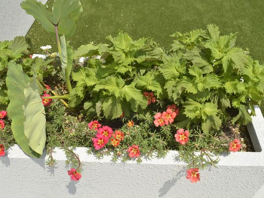 色鮮やかな花と緑の植え込み