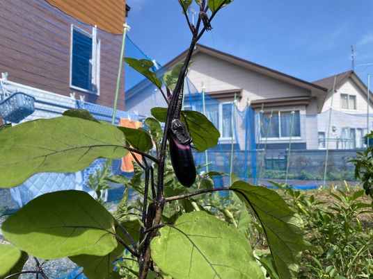 ナスが育つ中庭