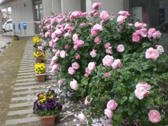花壇のある外観前庭