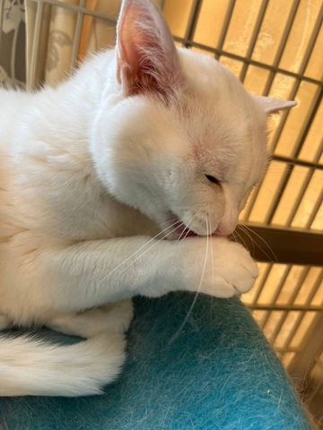 白い猫2
