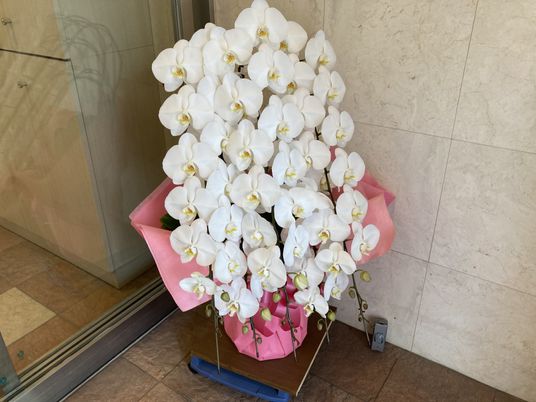 優雅な蘭の花