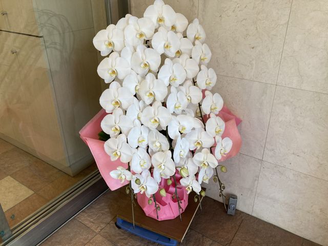 優雅な蘭の花