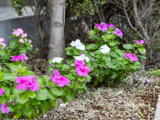 色鮮やかな花の中庭
