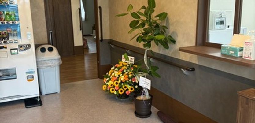廊下の観葉植物