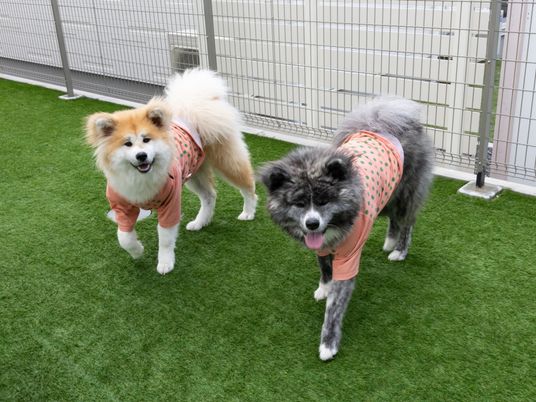 楽しそうな犬たちの庭
