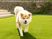 芝生を歩く秋田犬