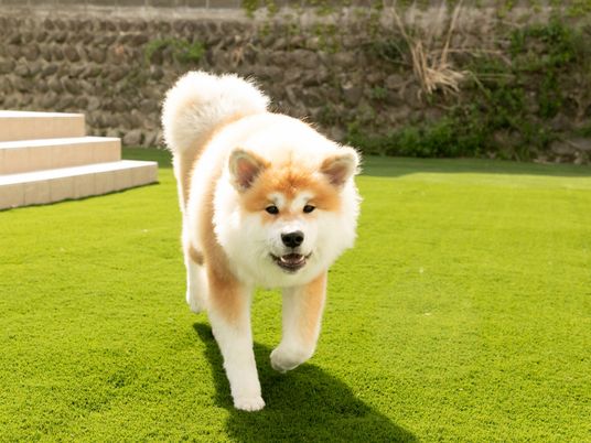 芝生を歩く秋田犬