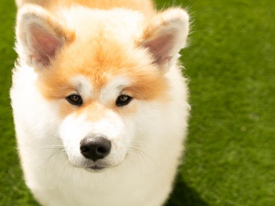 わんちゃんのいる庭