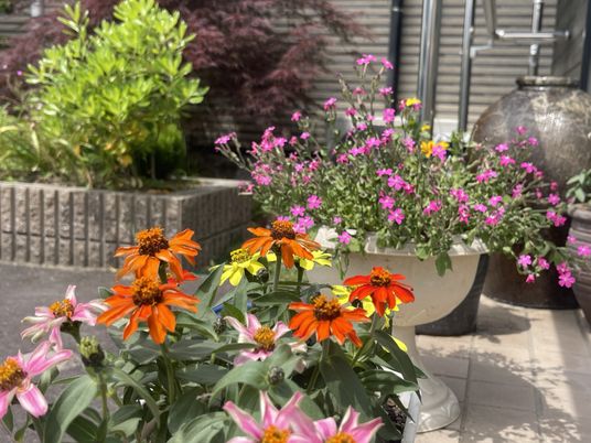 色とりどりの花が並ぶ庭