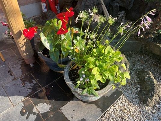 鉢植えの草花がある庭  