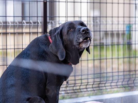 犬がいる庭