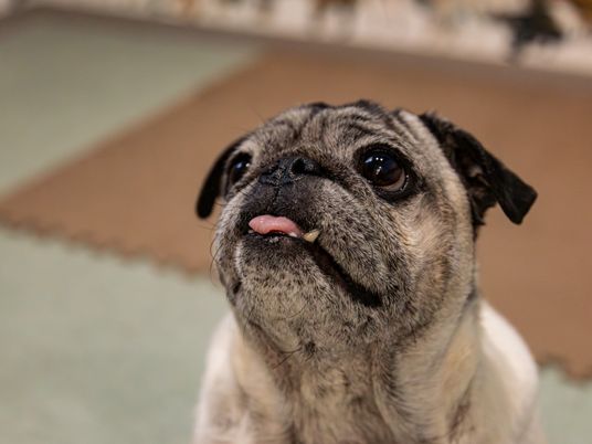 不明な場所での犬