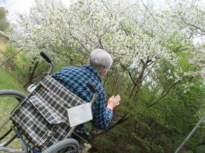 桜の下のお散歩中庭