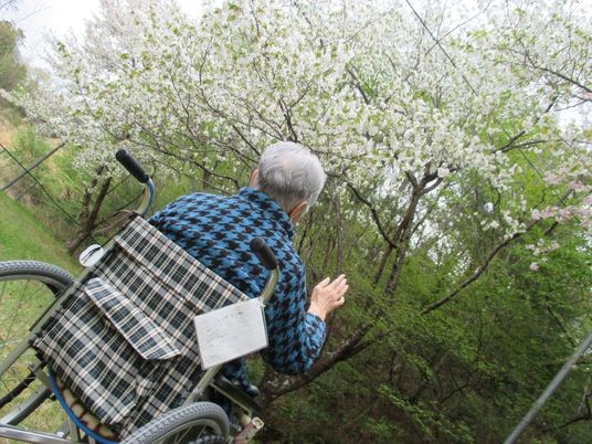 桜の下のお散歩中庭