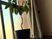 観葉植物のある居室  