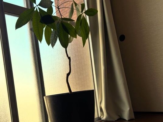観葉植物のある居室  