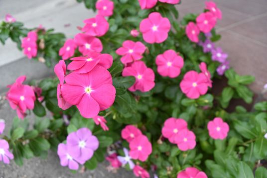 花壇の花
