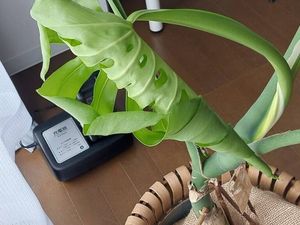 観葉植物と加湿器のある室内  
