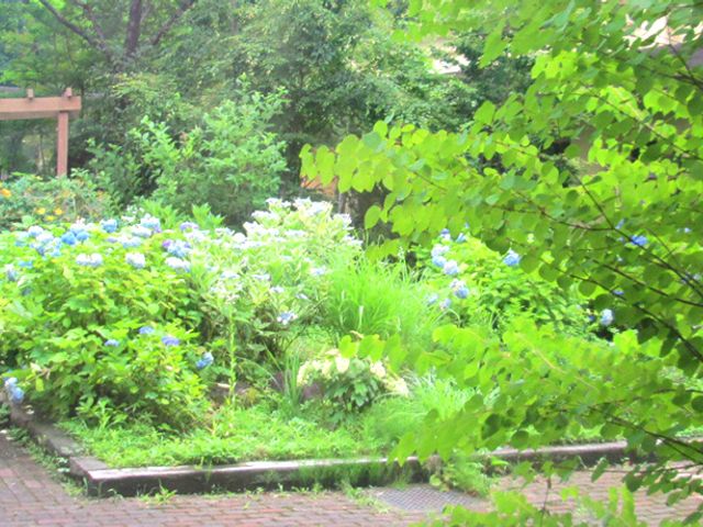 緑溢れる安らぎの中庭 中庭 自然光あふれる中庭では、四季折々の植物をお楽しみ頂け、ゆったりと散策が可能です。