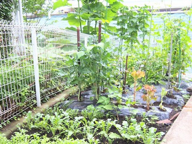 菜園の植栽スペース 中庭   日差しを受けた菜園スペースに、さまざまな植物が植えられています。外気を感じながら、季節の変化を楽しめる場です。
