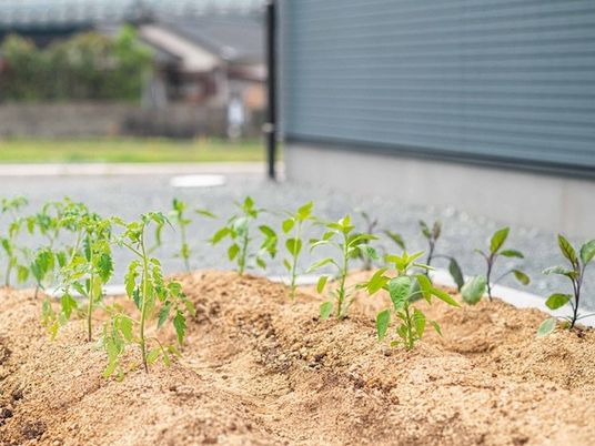 庭の苗が並ぶ土の畑  