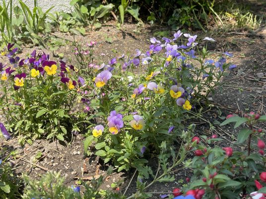 彩り豊かな庭の花壇
