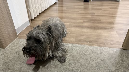 廊下でくつろぐ犬