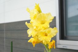 黄色い鮮やかな花