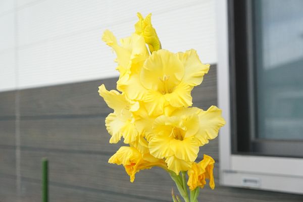 黄色い鮮やかな花