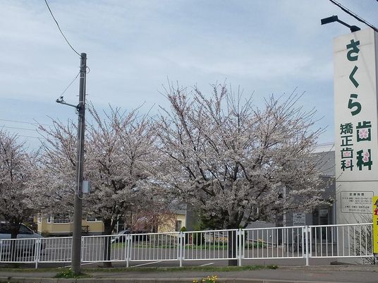 桜並木のある外観  