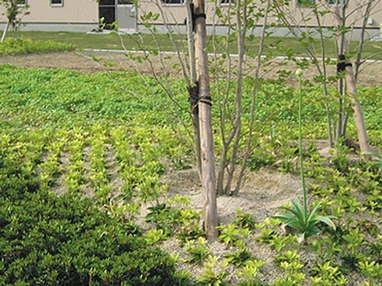 緑が広がる中庭  