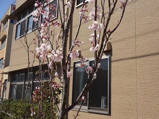 春の花が咲く建物外観  