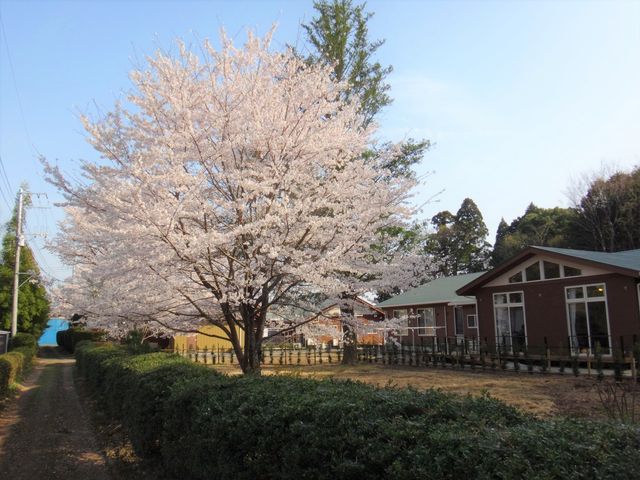 桜の木と建物の外観 桜 四季を感じることができる明るい環境です。桜の木の下で季節の移り変わりをお楽しみいただけます。