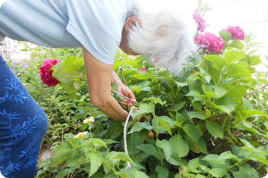 植物を手入れする方の庭  