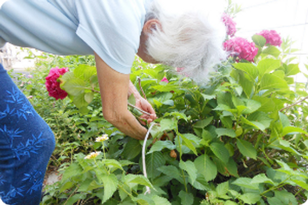 植物を手入れする方の庭  