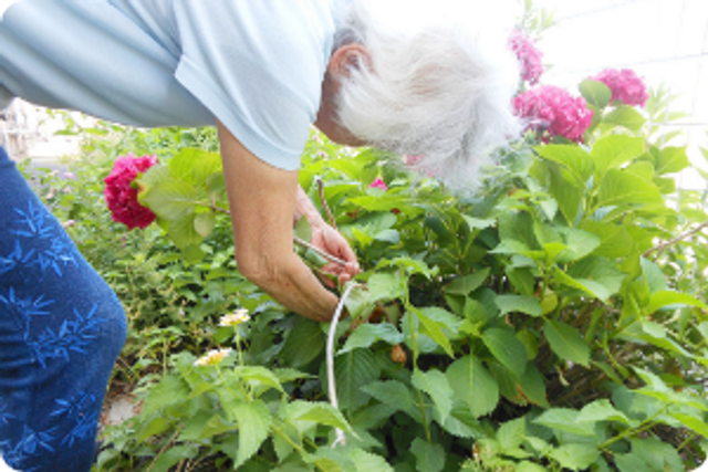 植物を手入れする方の庭  