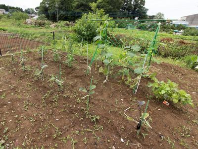 緑豊かな庭の様子