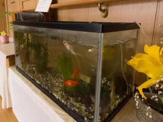 和室にある金魚の水槽